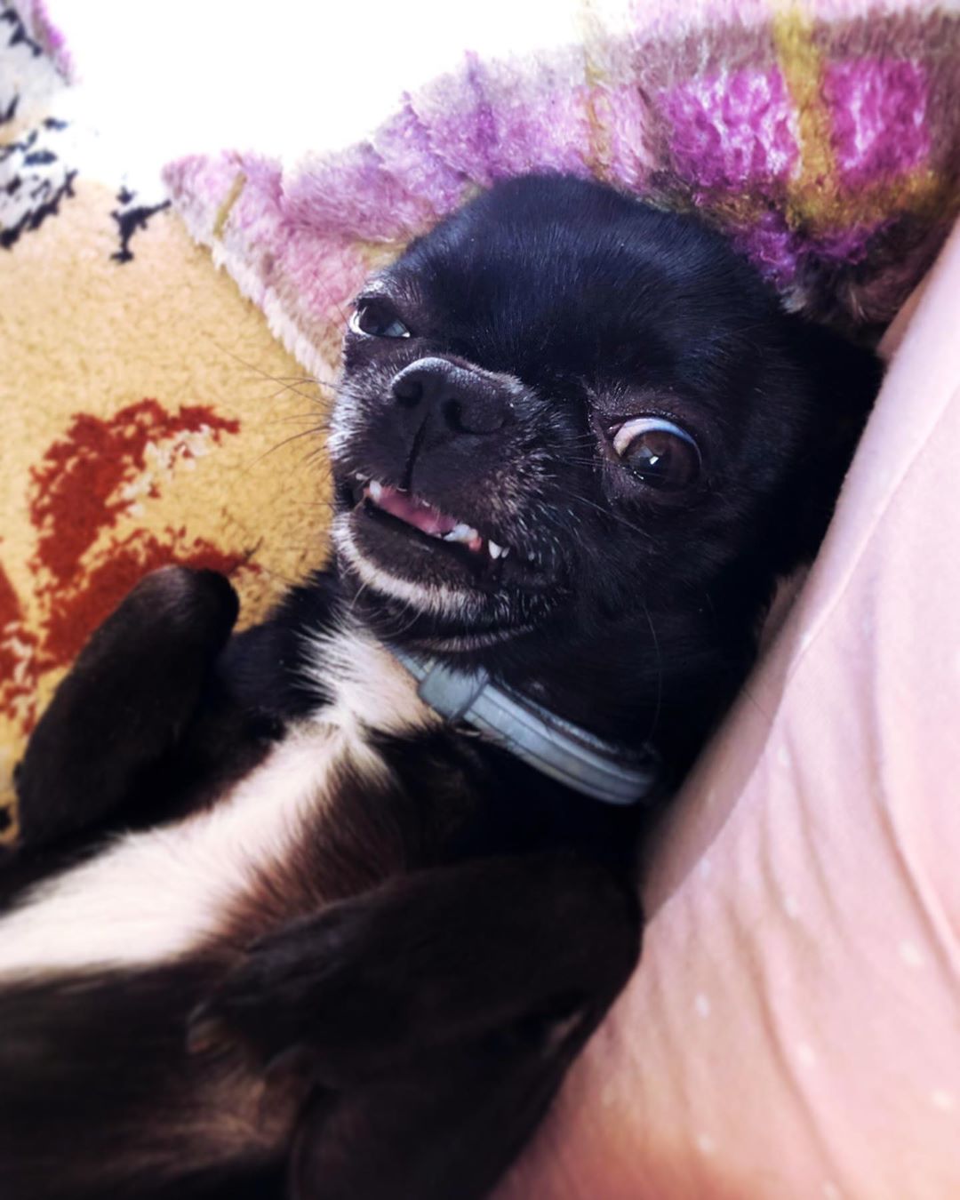 A sleepy Chihuahua lying on the couch