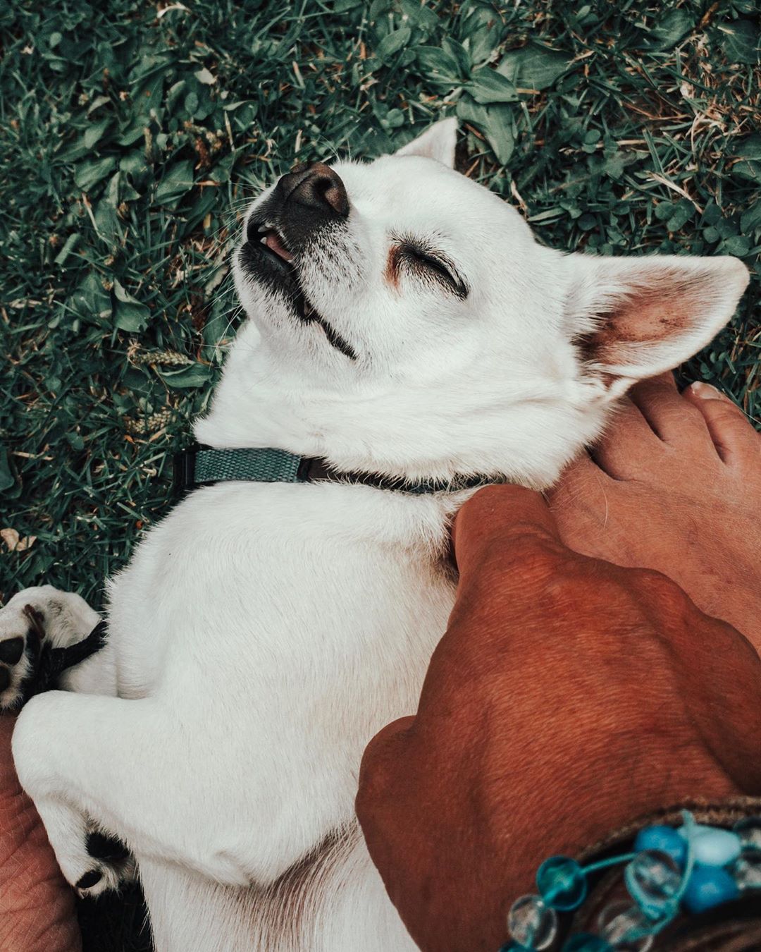 A Chihuahua sleeping on the grass while being pet by a person