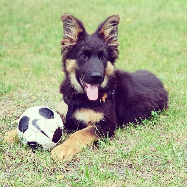 German Shepherd puppy lying down on the green grass with a ball