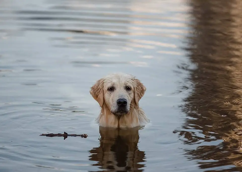 A Golden Retriever in the water with its stick floating next to him