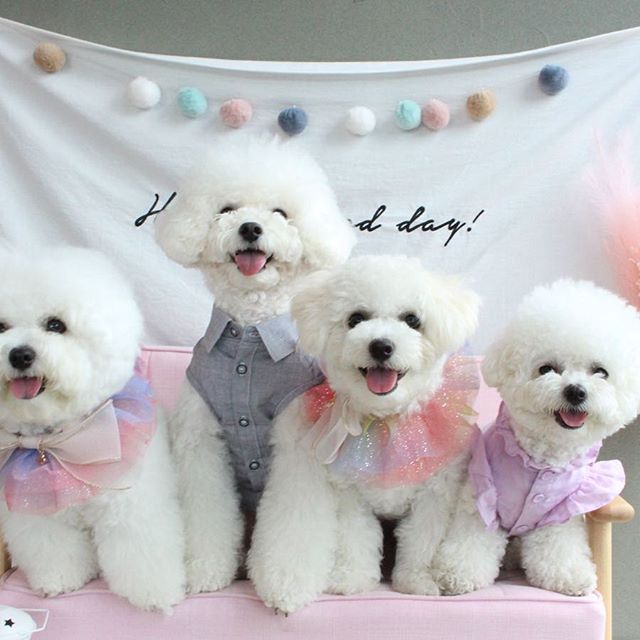 four Bichon Frise wearing their cute outfits while sitting on the couch