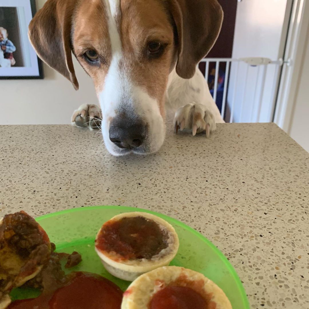 A Beagle sitting at the table while staring at the food in front of him