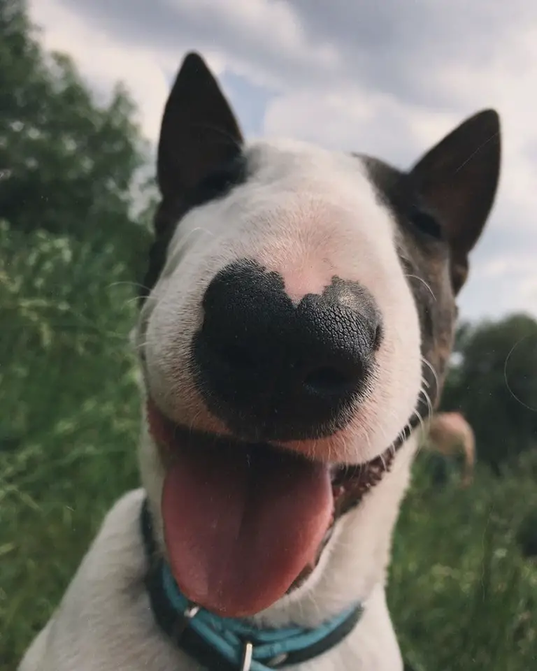 A smiling Bull Terrier while in the field of grass