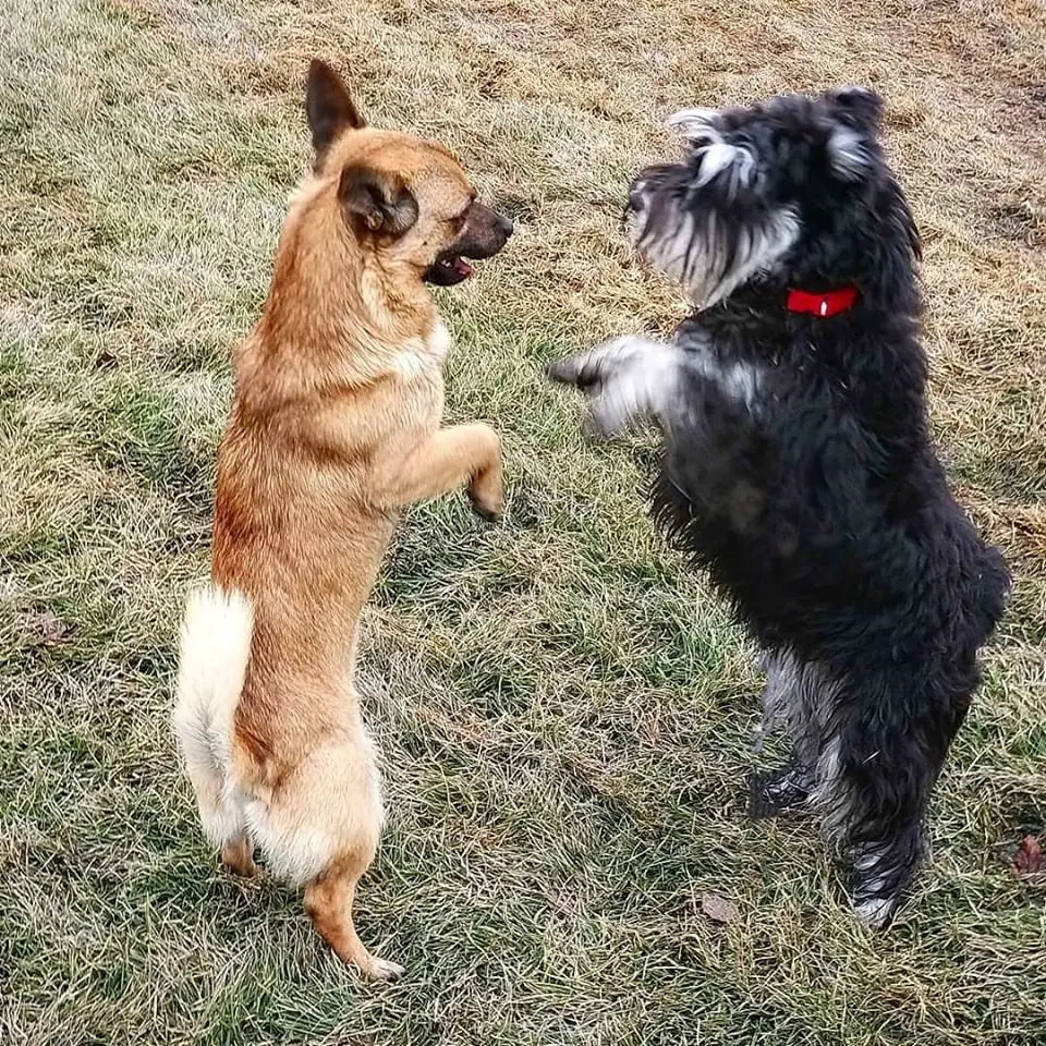 A Schnauzer standing up in front of a chihuahua