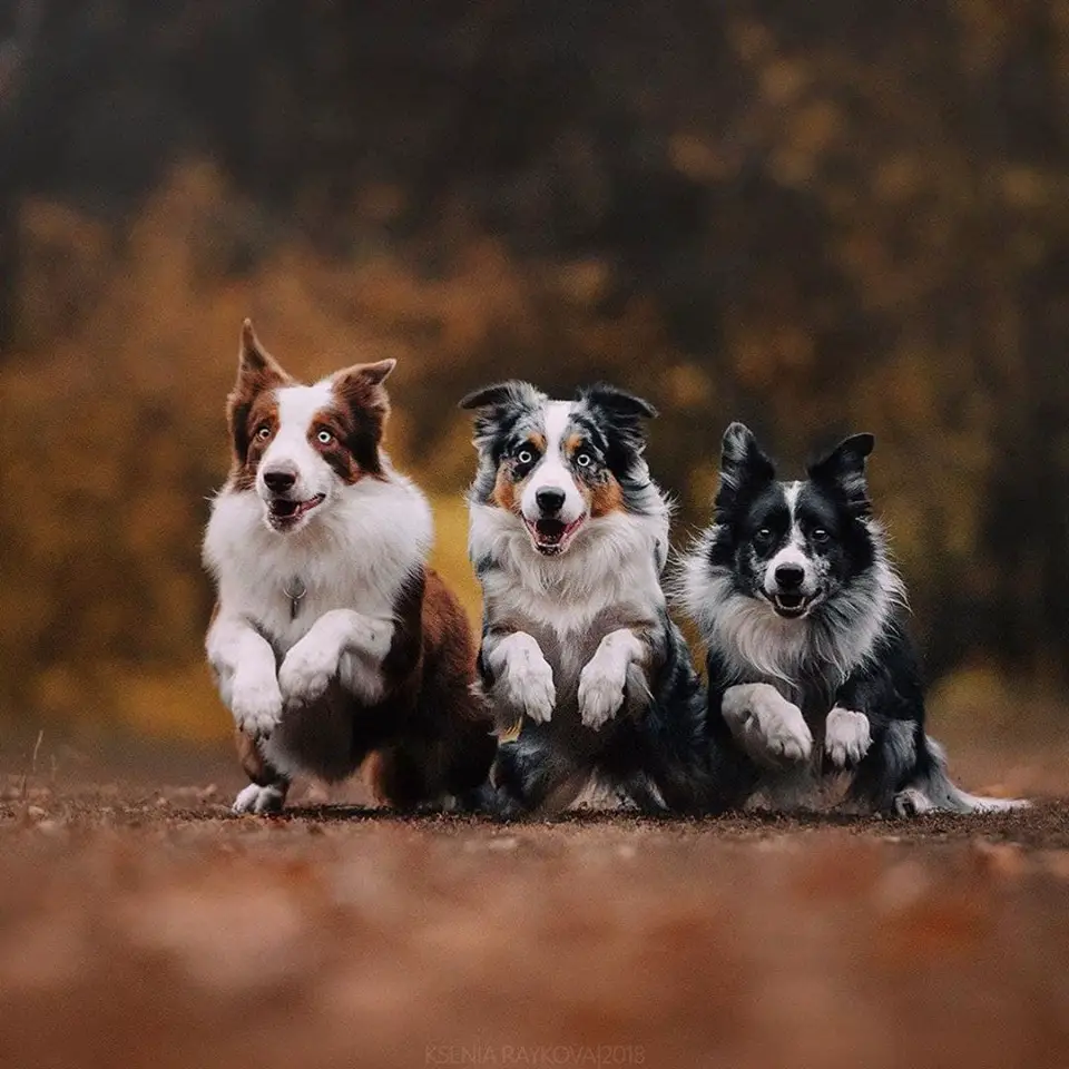 three Border Collies running in the forest