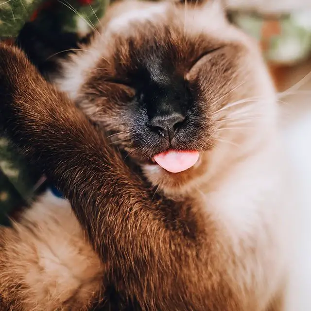 Siamese Cat sleeping with its small tongue out