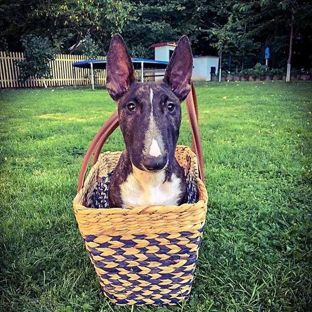 A Bull Terrier sitting inside a wicker basket