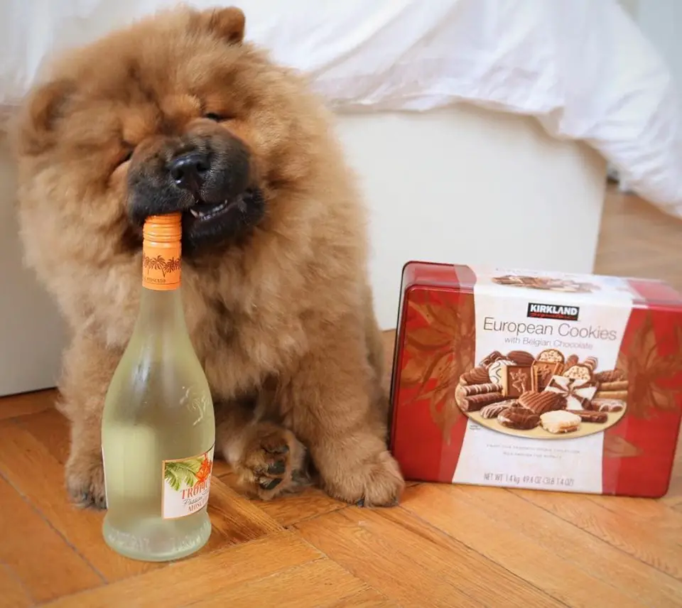 A Chow Chow sitting on the floor while biting the head of the wine on its right and box of chocolate on its right