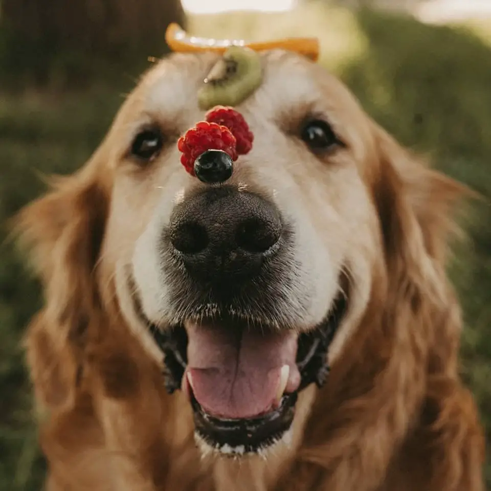 A happy Golden Retriever sitting on the grass with fruits on top of its nose up to its forehead
