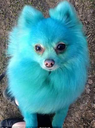 a blue green Pomeranian sitting on the ground