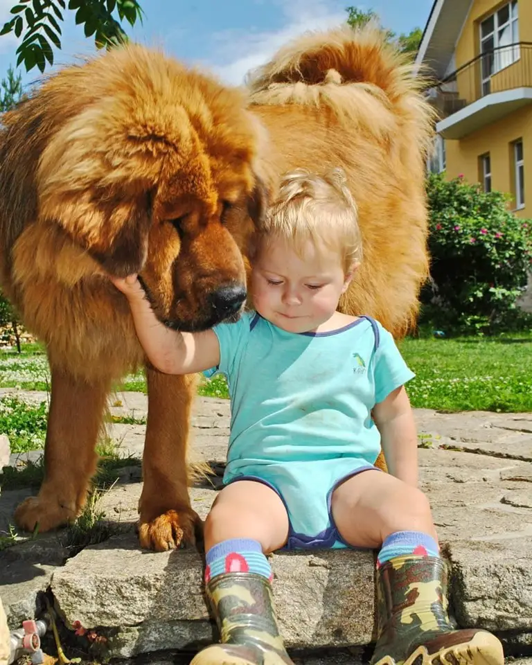 a red Mastiff standing on the pavement with a girl sitting beside him while touching his face