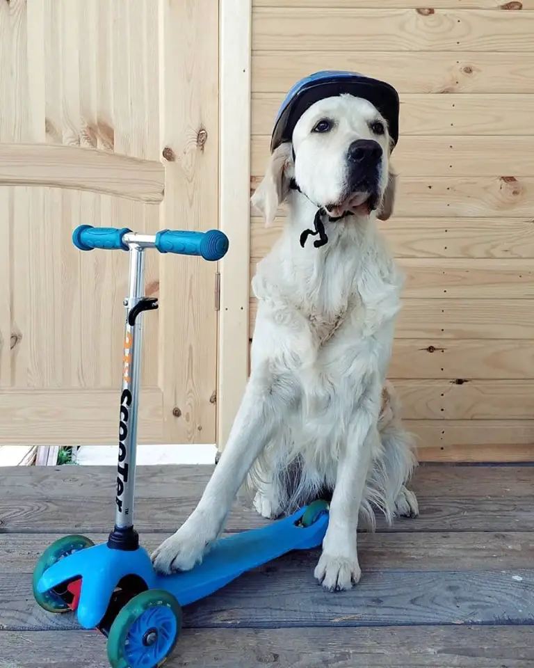 A Golden Retriever sitting on the wooden floor with its one front leg on the scooter and wearing helmet