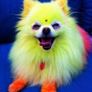 a yellow and pink colored Pomeranian with orange legs lying on a blue chair