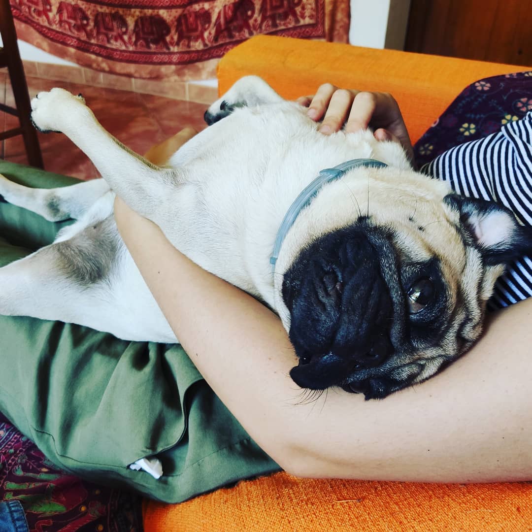 A woman sitting on the couch while giving belly rubs to her Pug lying on her lap