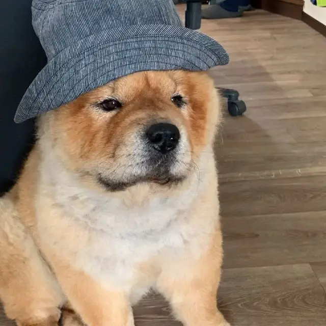 Chow Chow wearing a hat while sitting on the floor 
