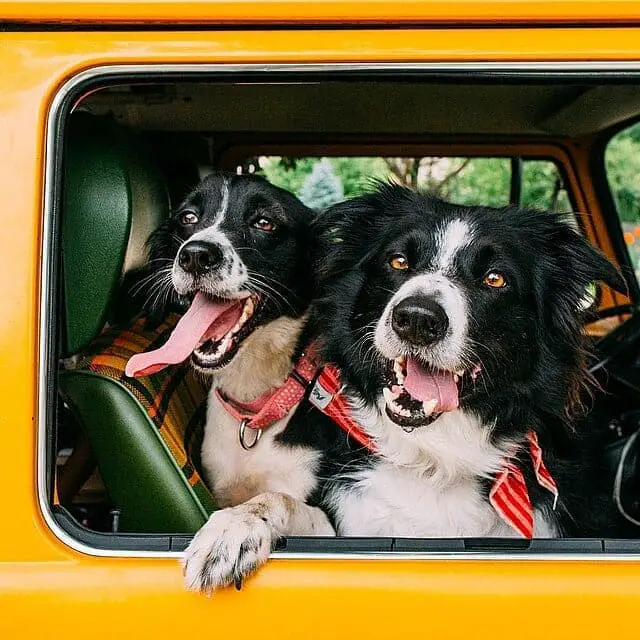 two Border Collies in the passenger seat beside the window