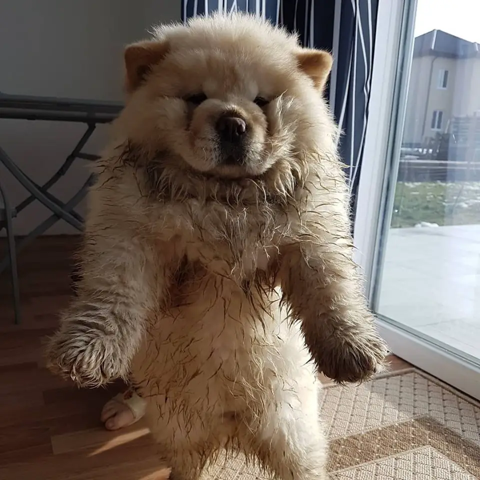 A Chow Chow puppy with dirt all over its body