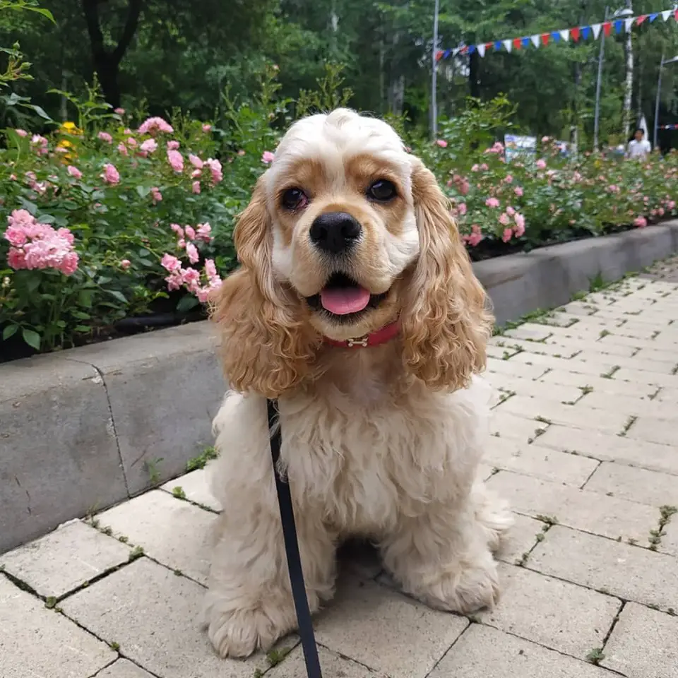 A Cocker Spaniel sitting on the pavement pathway at the park