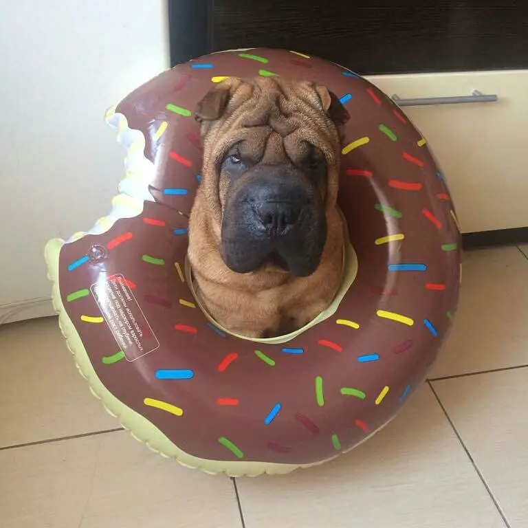 Shar-Pei wearing a donut floatie around its neck while sitting on the floor