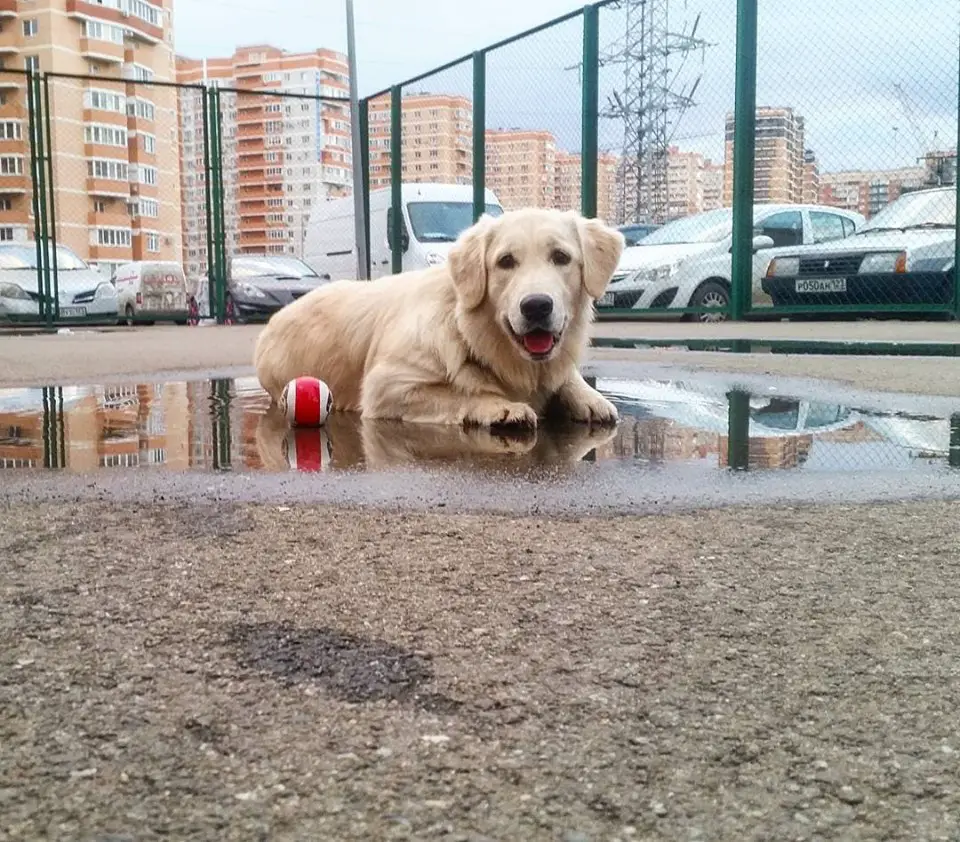 A Golden Retriever lying in the water on the pavement in the parking lot next to its ball