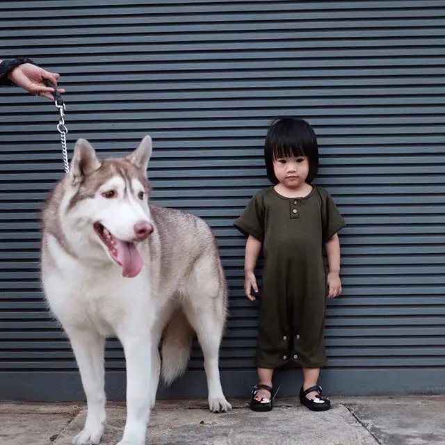 A Husky standing next to a girl