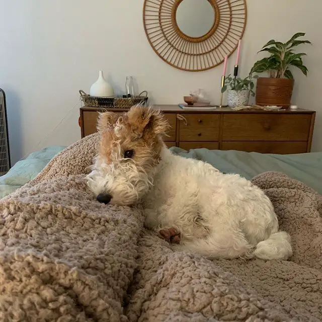 A Fox Terrier lying on the bed