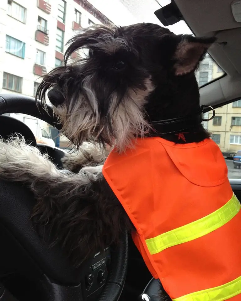 Schnauzer standing up leaning on the steering wheel inside the car
