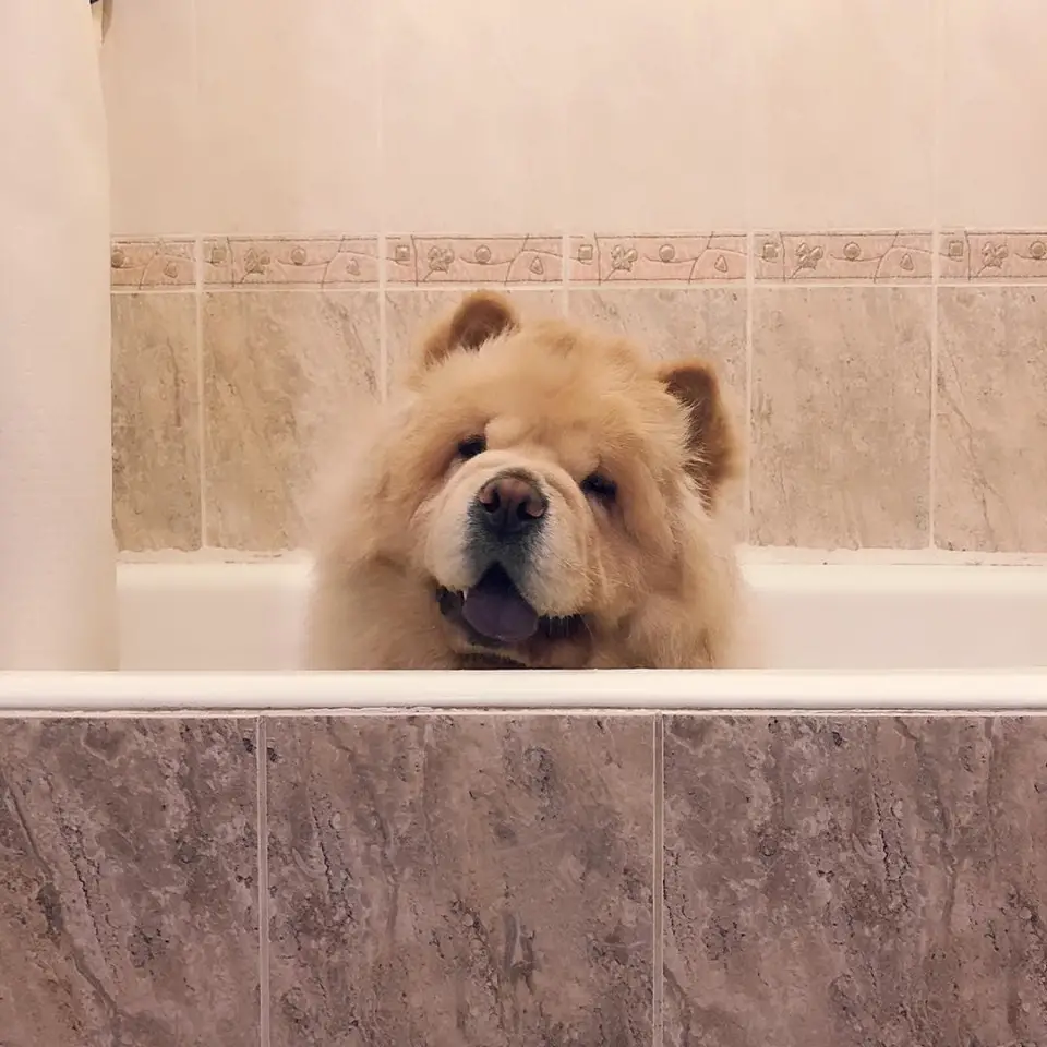 A Chow Chow inside the bathtub while smiling