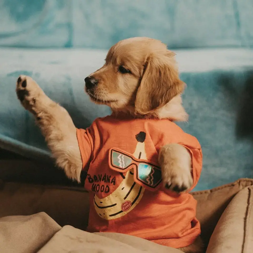 A Golden Retriever puppy wearing an orange shirt while sitting on its bed