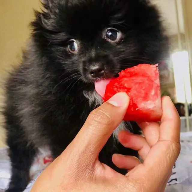 A black Pomeranian licking a watermelon from the hand of a person