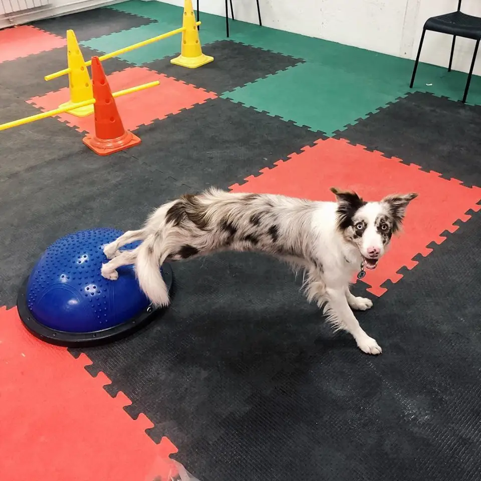 A Border Collie standing on the floor with its lower legs on top of a blue circle