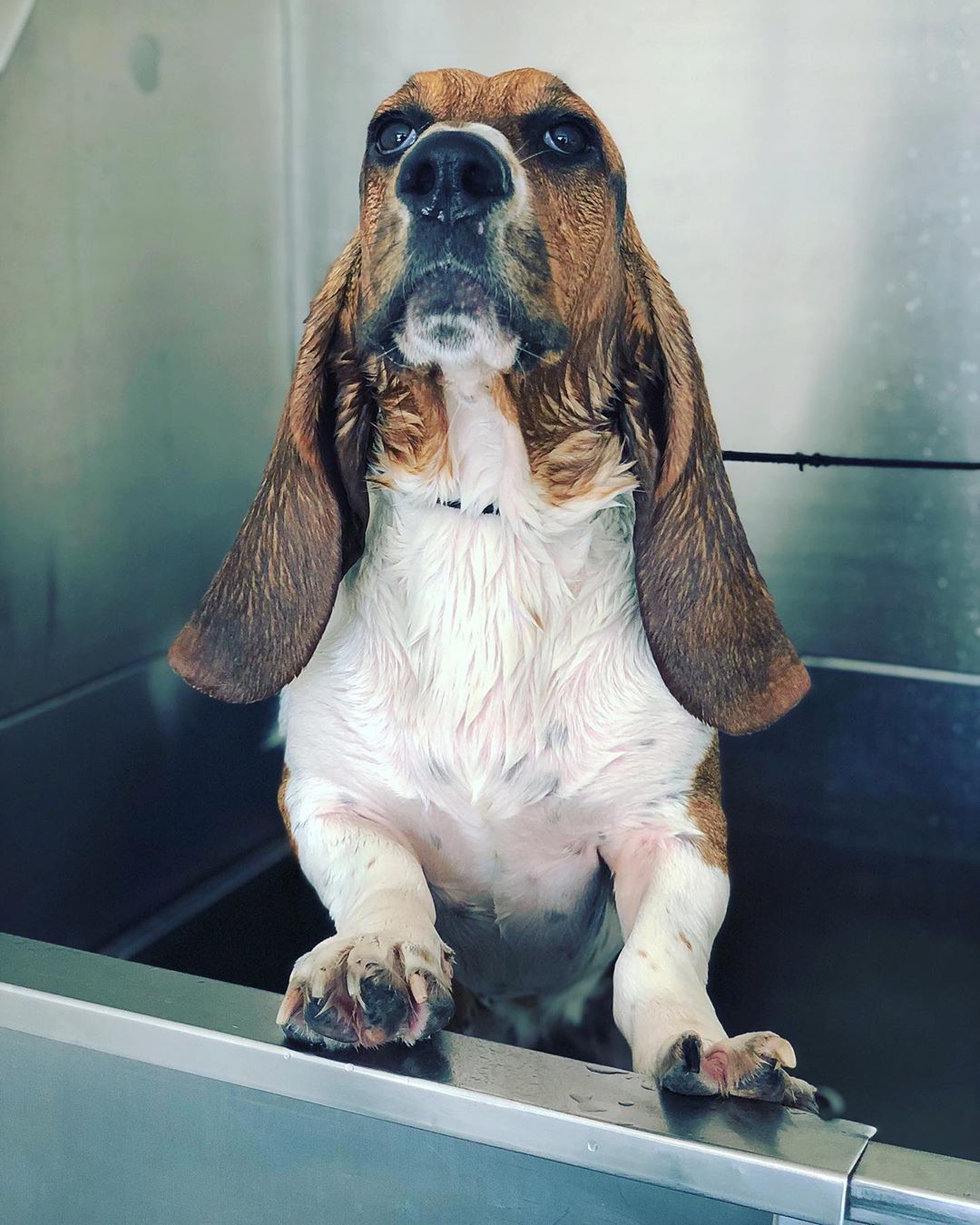 A wet Basset Hound standing inside the sink