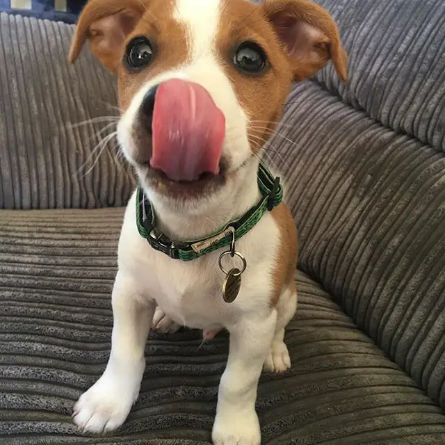 Jack Russell Terrier sitting on the couch while licking its nose