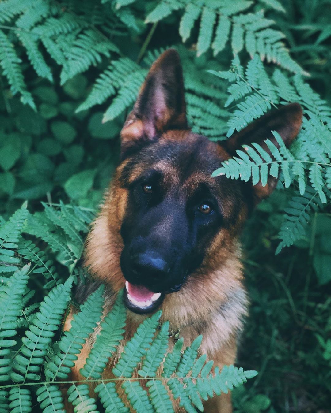 German Shepherd dog photoshoot in the garden in between the green leaves