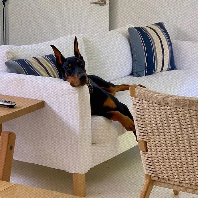 A Doberman lying comfortably on the couch
