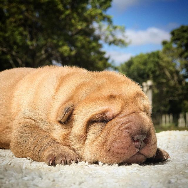 Shar-Pei puppy sleeping soundly on the blanket outdoors under the sun