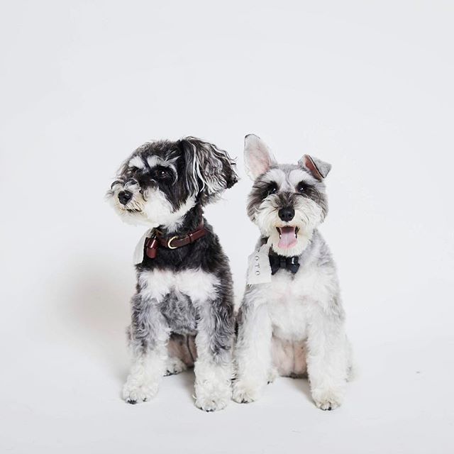 two Schnauzers sitting on the floor with a white background
