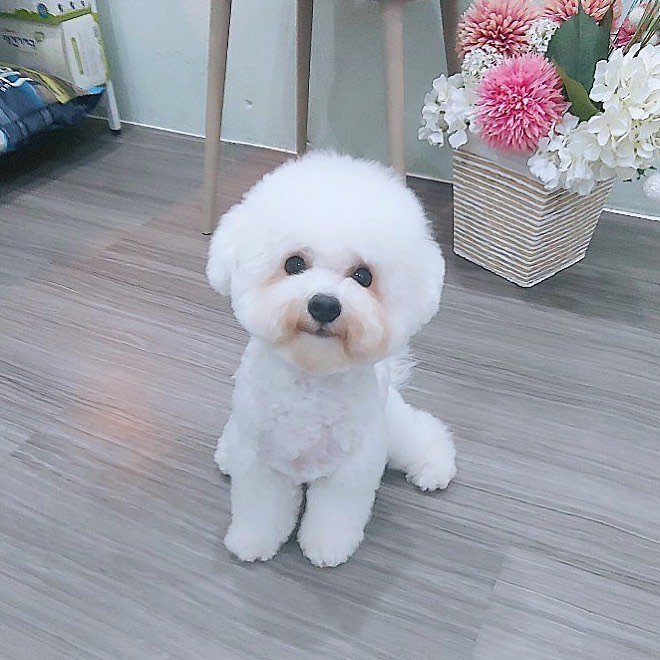 A Bichon Frise sitting on the floor