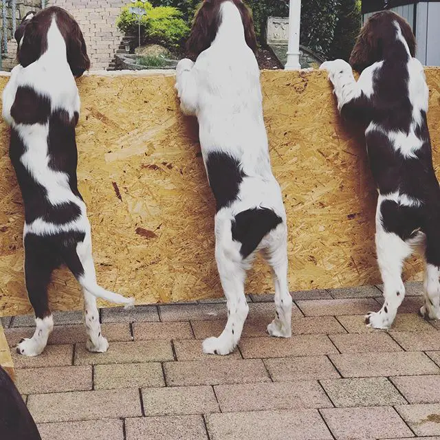 three English Springer Spaniel standing up leaning towards the fence while looking outside