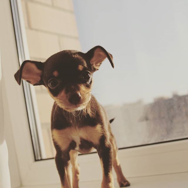 A Toy Fox Terrier standing by the window