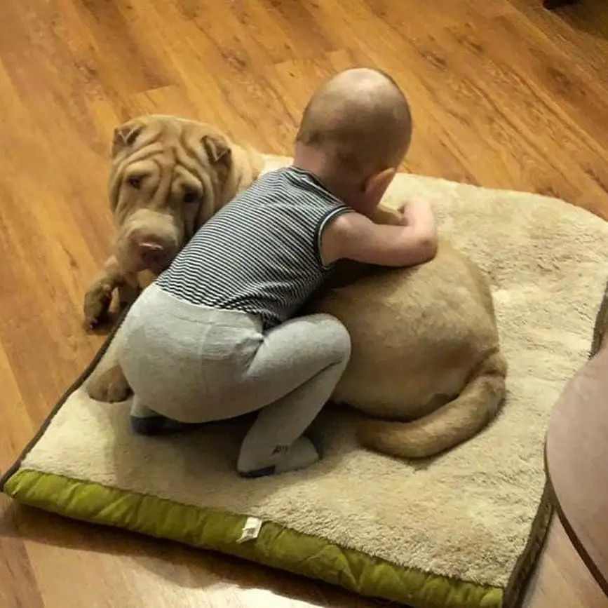Shar-Pei lying on its bed while a kid is on top of him