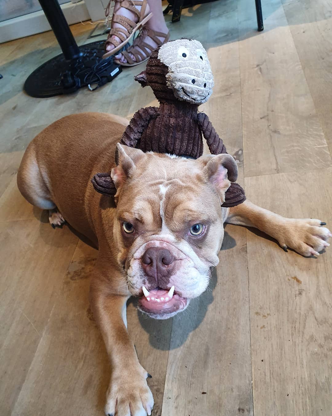 English Bulldog lying on the floor with its angry face and monkey stuffed toy riding on its back