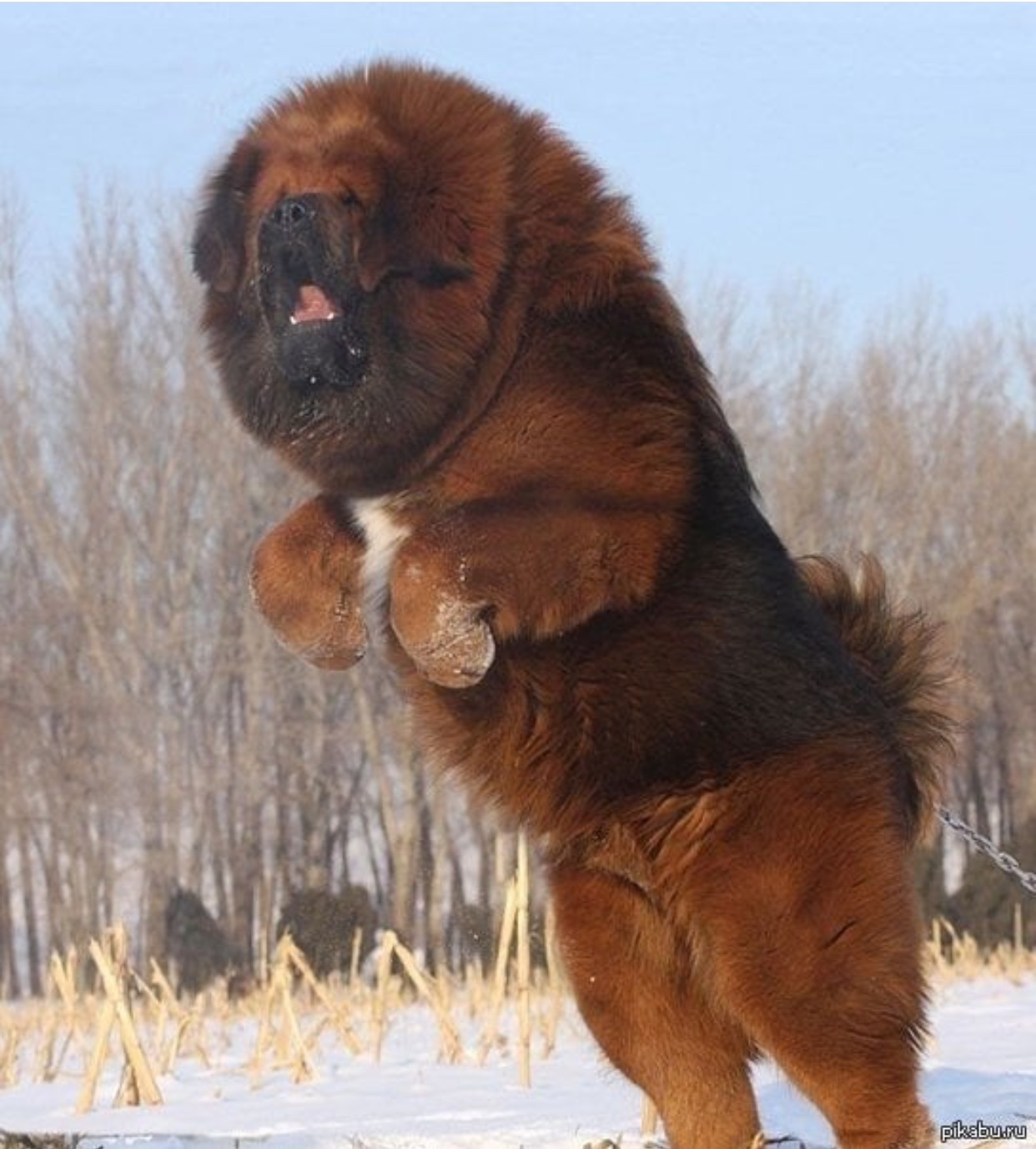 large Tibetan Mastiff dog standing up