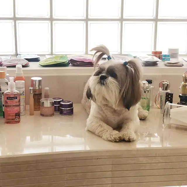 A Shih Tzu lying on top of the counter by the window with skincare materials