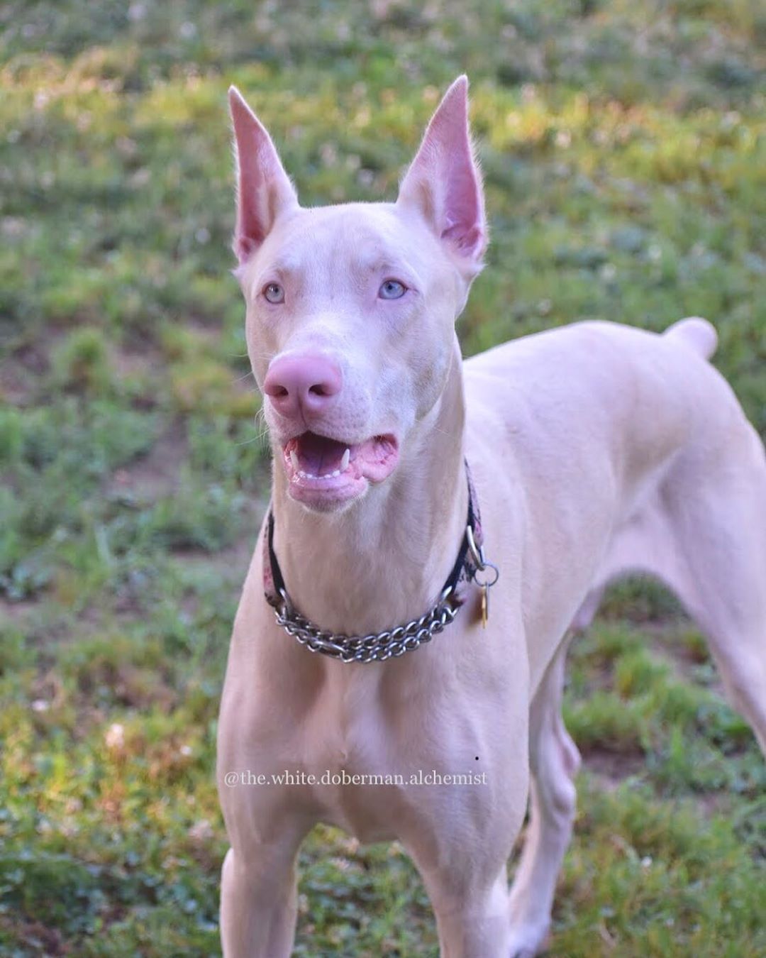 A white Doberman standing on the grass with its mouth slightly open