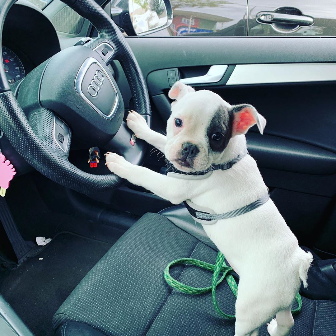 white french bulldog with its paws in the steering wheel of a car