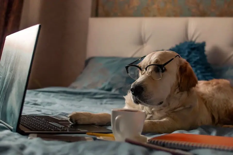 A Golden Retriever wearing glasses while lying on the bed in front of a laptop and a cup of coffee