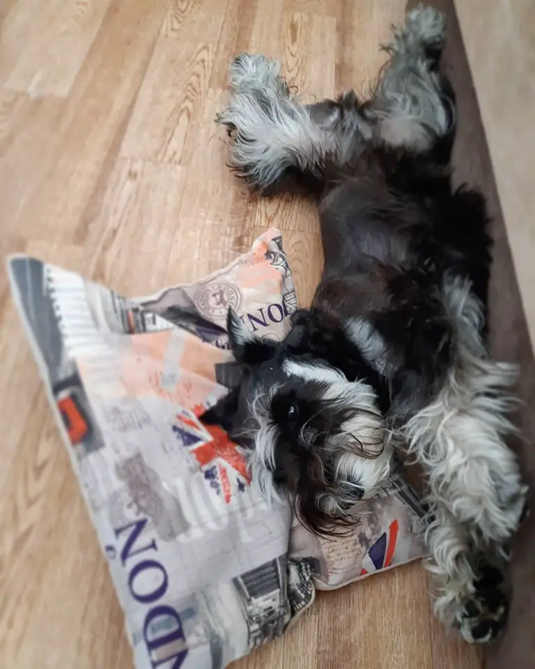 Schnauzer dog lying on its side sleeping on the floor