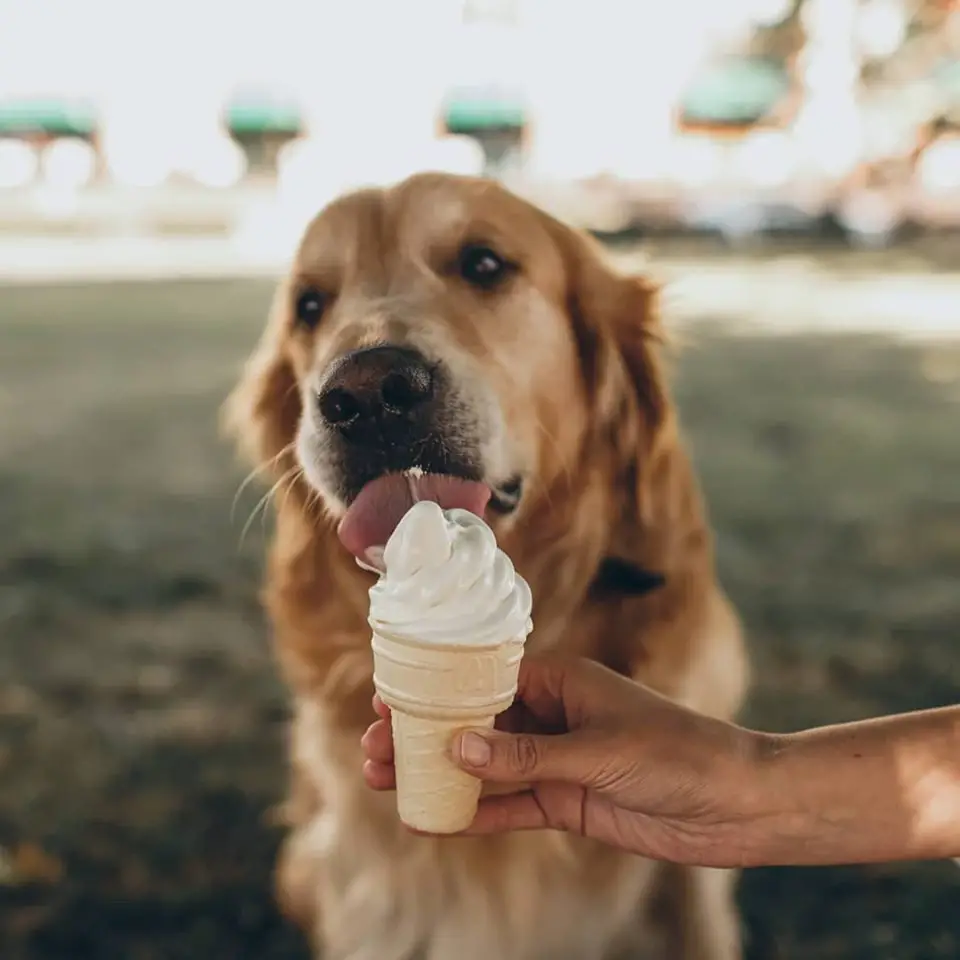 A Golden Retriever sitting on the grass while licking ice cream in a cone held by a person