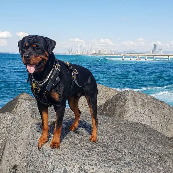 A Rottweiler standing on top of the concrete by the ocean